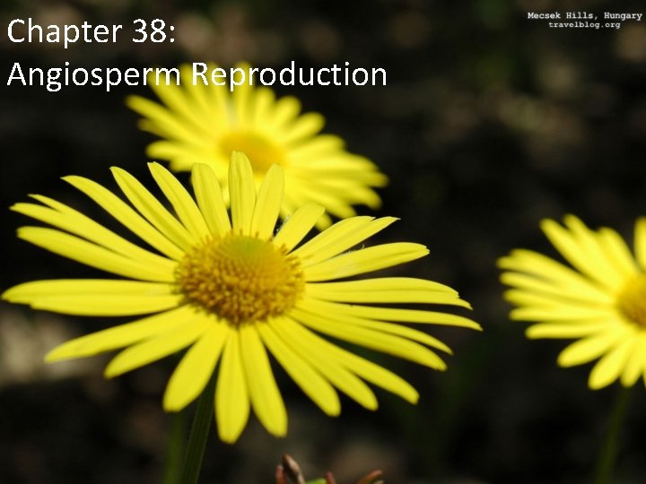 Chapter 38: Angiosperm Reproduction 