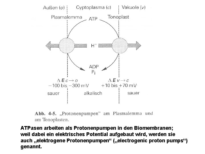 ATPasen arbeiten als Protonenpumpen in den Biomembranen; weil dabei ein elektrisches Potential aufgebaut wird,