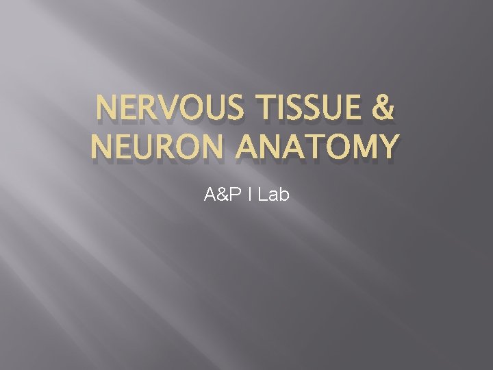 NERVOUS TISSUE & NEURON ANATOMY A&P I Lab 