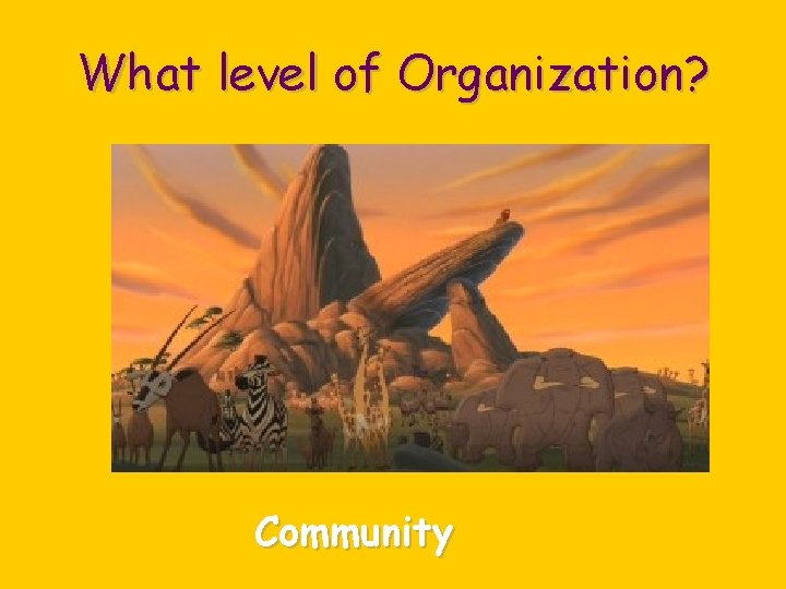 What level of Organization? Community 