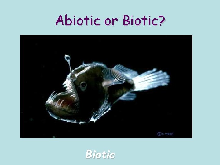 Abiotic or Biotic? Biotic 