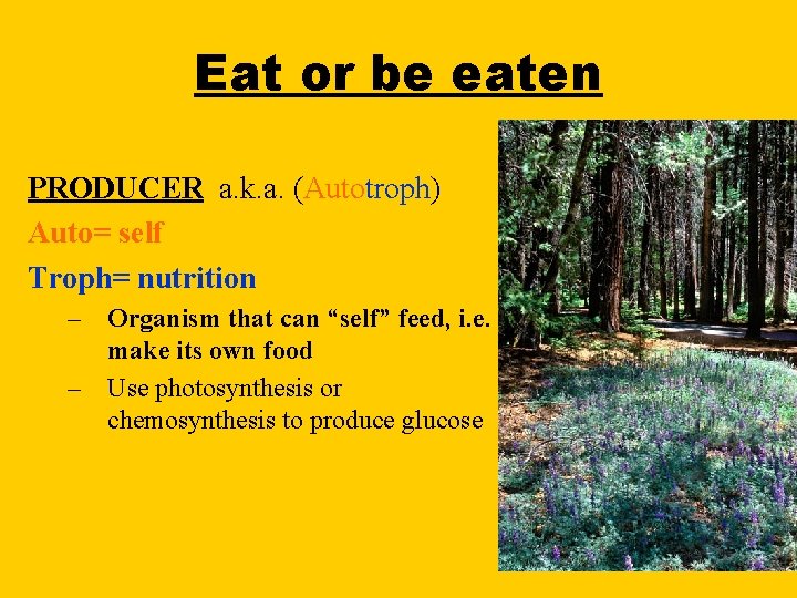 Eat or be eaten PRODUCER a. k. a. (Autotroph) Auto= self Troph= nutrition –