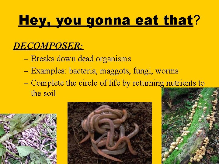 Hey, you gonna eat that? DECOMPOSER: – Breaks down dead organisms – Examples: bacteria,