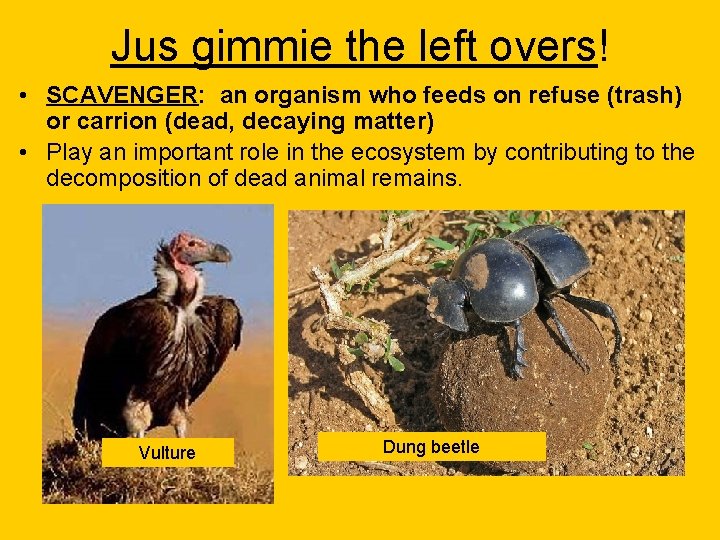 Jus gimmie the left overs! • SCAVENGER: an organism who feeds on refuse (trash)