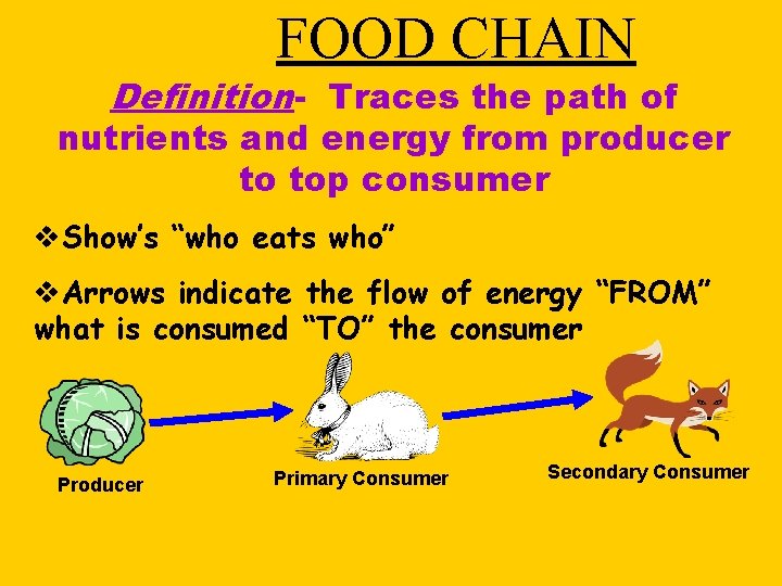 FOOD CHAIN Definition- Traces the path of nutrients and energy from producer to top