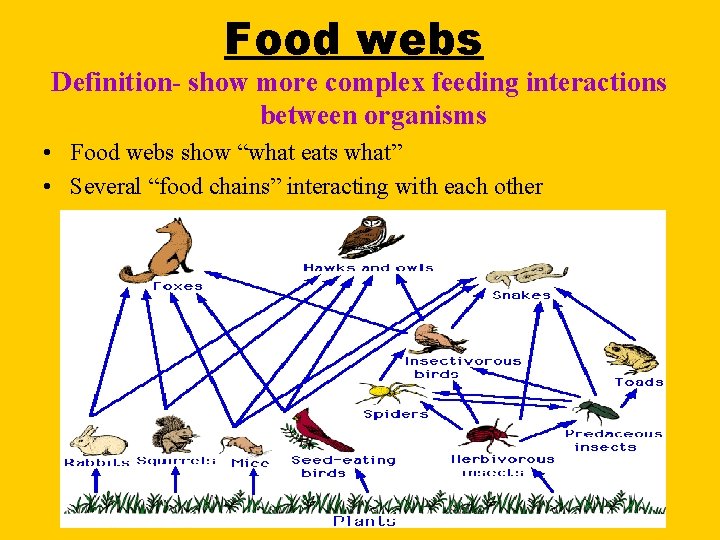 Food webs Definition- show more complex feeding interactions between organisms • Food webs show