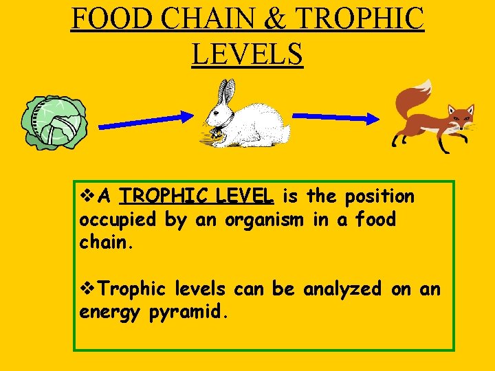 FOOD CHAIN & TROPHIC LEVELS v. A TROPHIC LEVEL is the position occupied by