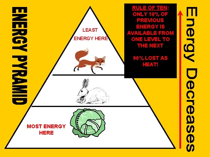 LEAST ENERGY HERE RULE OF TEN: ONLY 10% OF PREVIOUS ENERGY IS AVAILABLE FROM