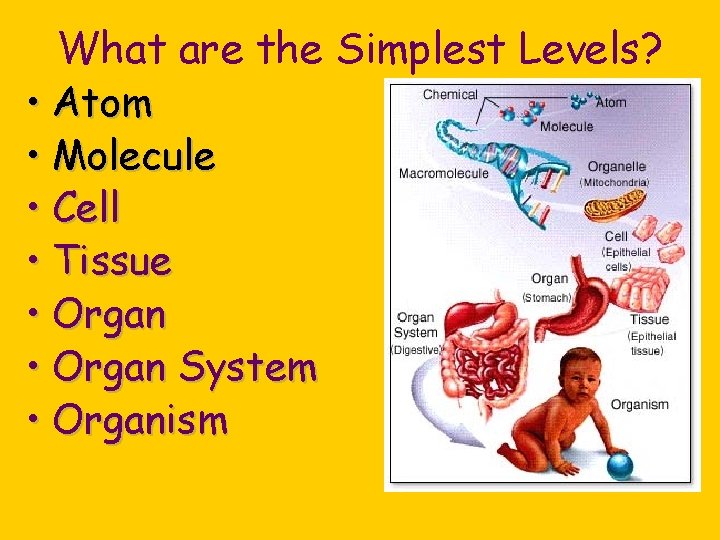 What are the Simplest Levels? • Atom • Molecule • Cell • Tissue •