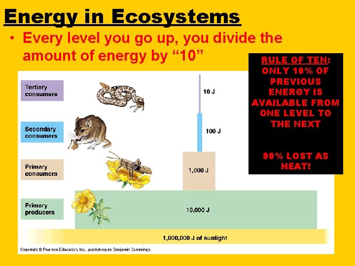 Energy in Ecosystems • Every level you go up, you divide the amount of