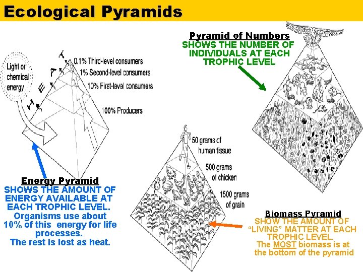 Ecological Pyramids Pyramid of Numbers SHOWS THE NUMBER OF INDIVIDUALS AT EACH TROPHIC LEVEL