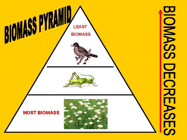 LEAST BIOMASS MOST BIOMASS 