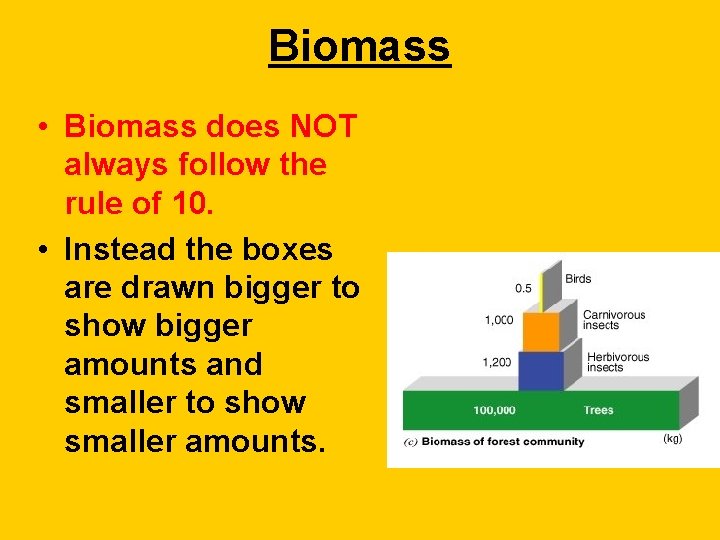 Biomass • Biomass does NOT always follow the rule of 10. • Instead the