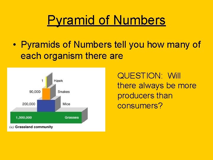 Pyramid of Numbers • Pyramids of Numbers tell you how many of each organism