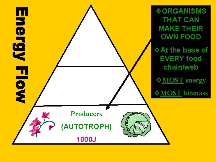 v. ORGANISMS THAT CAN MAKE THEIR OWN FOOD v. At the base of EVERY