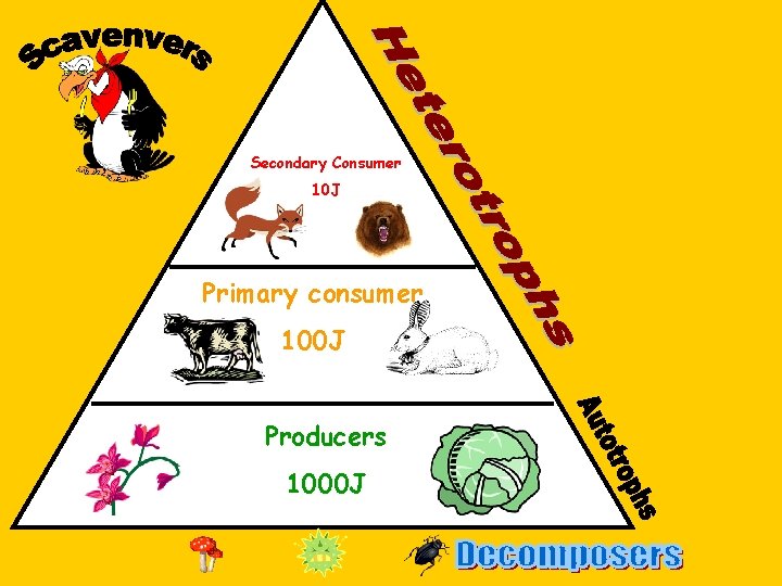 Secondary Consumer 10 J Primary consumer 100 J Producers 1000 J 