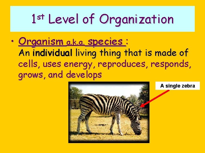 1 st Level of Organization • Organism a. k. a. species : An individual