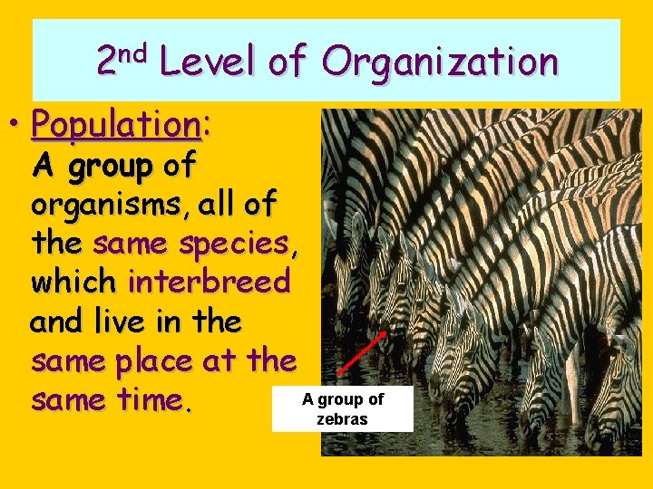 2 nd Level of Organization • Population: A group of organisms, all of the