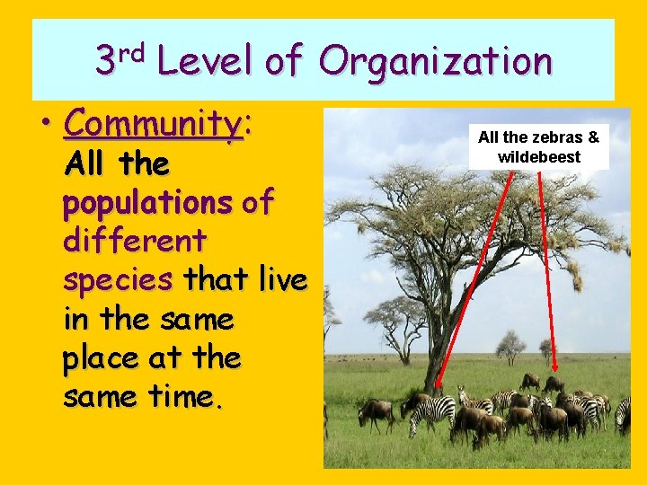 3 rd Level of Organization • Community: All the populations of different species that