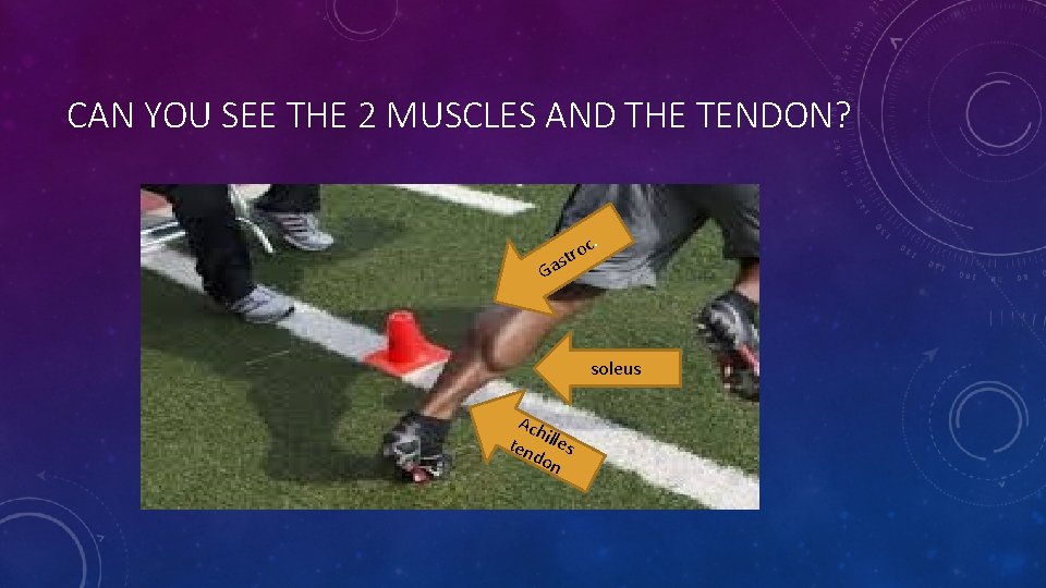 CAN YOU SEE THE 2 MUSCLES AND THE TENDON? oc r t s .