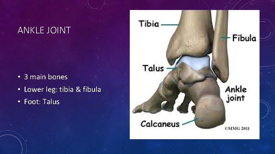 ANKLE JOINT • 3 main bones • Lower leg: tibia & fibula • Foot: