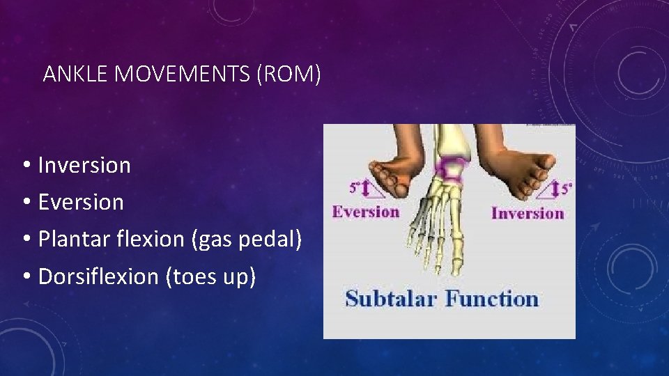 ANKLE MOVEMENTS (ROM) • Inversion • Eversion • Plantar flexion (gas pedal) • Dorsiflexion