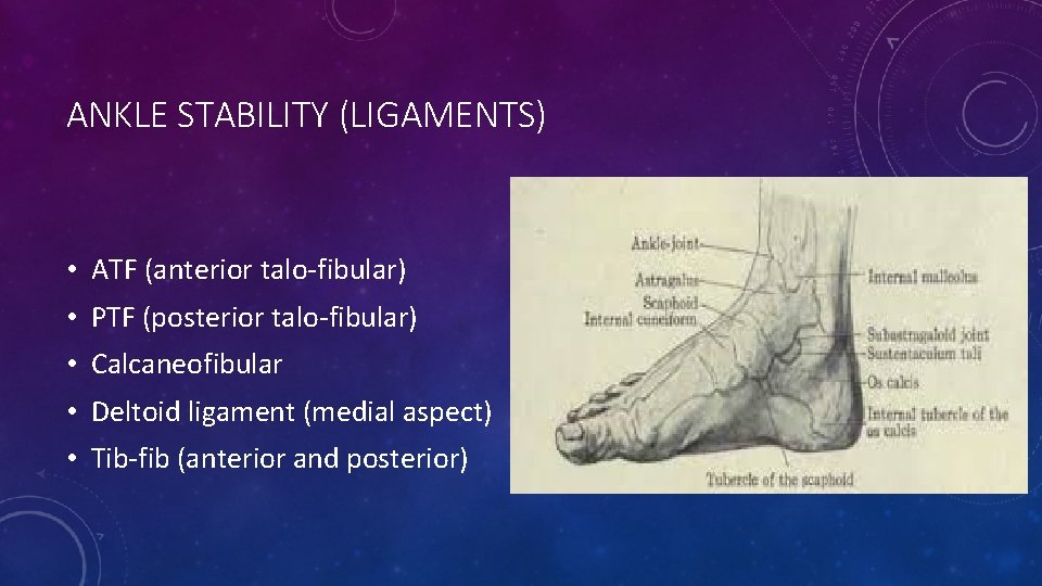 ANKLE STABILITY (LIGAMENTS) • ATF (anterior talo-fibular) • PTF (posterior talo-fibular) • Calcaneofibular •