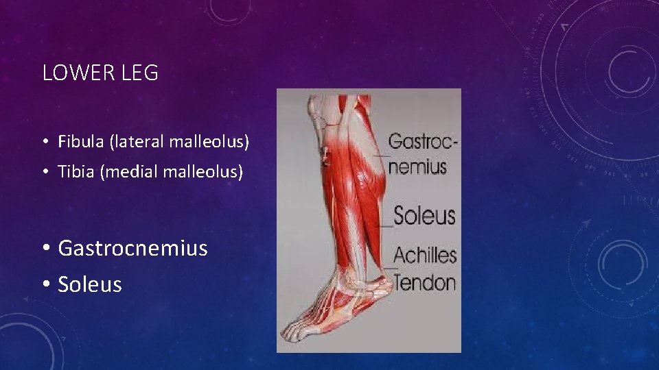 LOWER LEG • Fibula (lateral malleolus) • Tibia (medial malleolus) • Gastrocnemius • Soleus