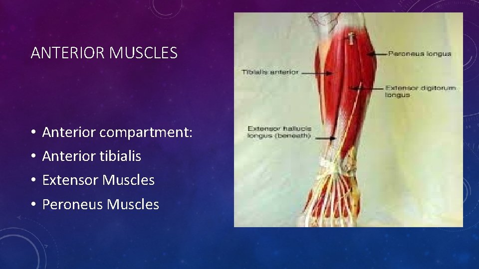 ANTERIOR MUSCLES • • Anterior compartment: Anterior tibialis Extensor Muscles Peroneus Muscles 