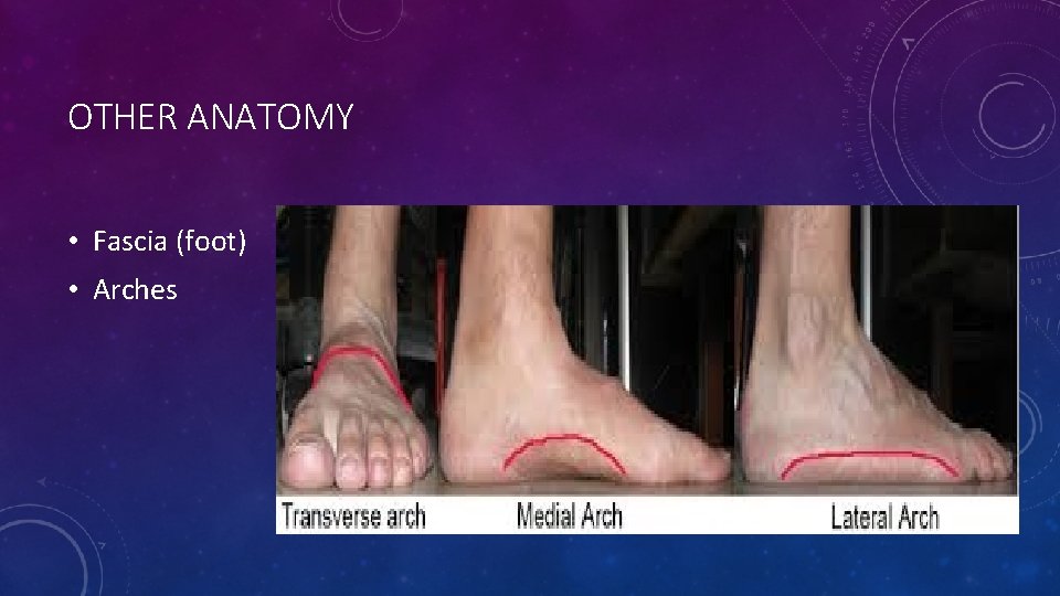 OTHER ANATOMY • Fascia (foot) • Arches 