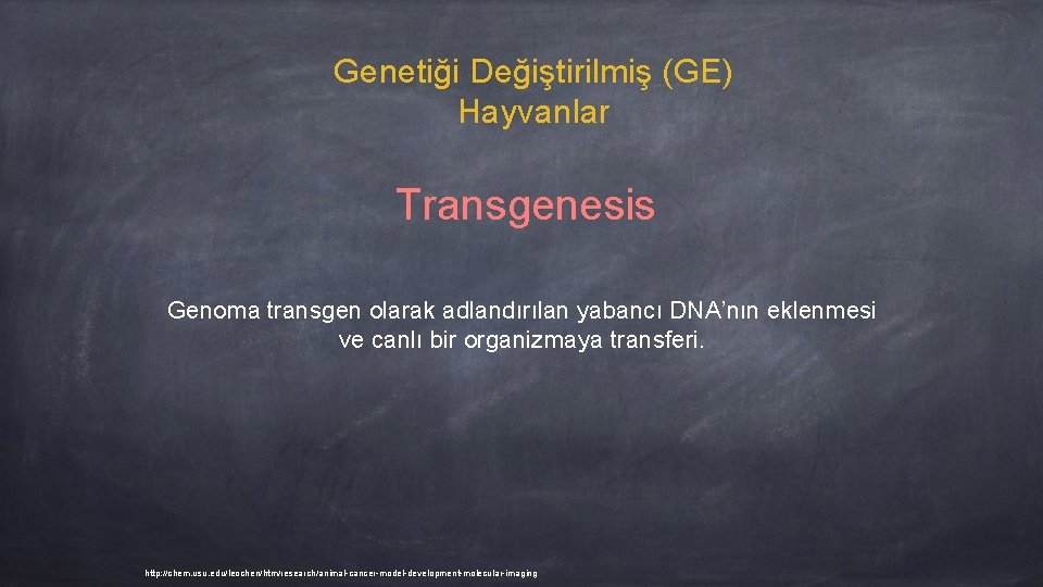 Genetiği Değiştirilmiş (GE) Hayvanlar Transgenesis Genoma transgen olarak adlandırılan yabancı DNA’nın eklenmesi ve canlı