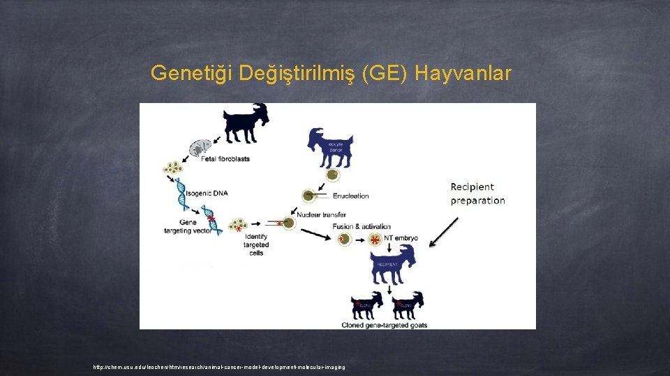 Genetiği Değiştirilmiş (GE) Hayvanlar http: //chem. usu. edu/leochen/htm/research/animal-cancer-model-development-molecular-imaging 