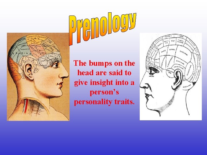 The bumps on the head are said to give insight into a person’s personality