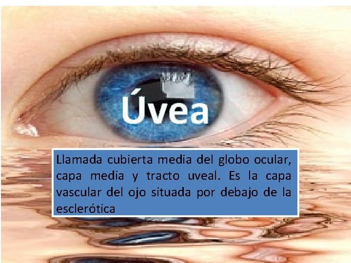 Úvea Llamada cubierta media del globo ocular, capa media y tracto uveal. Es la