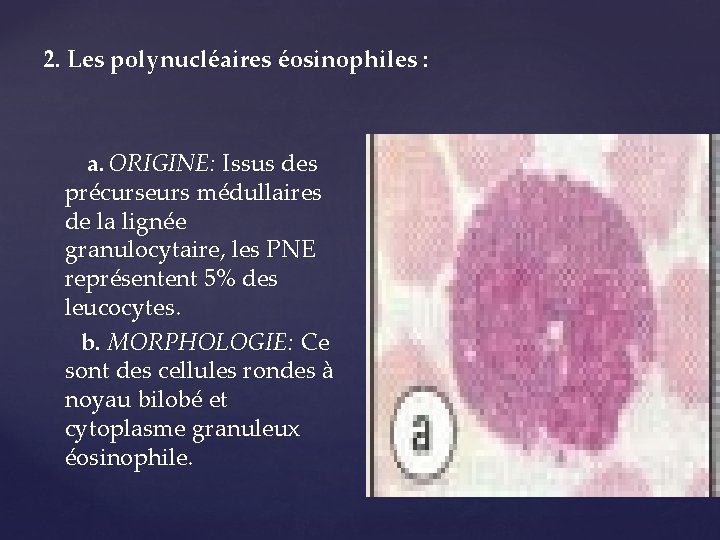 2. Les polynucléaires éosinophiles : a. ORIGINE: Issus des précurseurs médullaires de la lignée