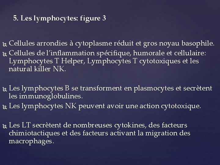 5. Les lymphocytes: figure 3 Cellules arrondies à cytoplasme réduit et gros noyau basophile.