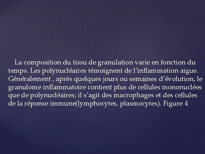 La composition du tissu de granulation varie en fonction du temps. Les polynucléaires témoignent