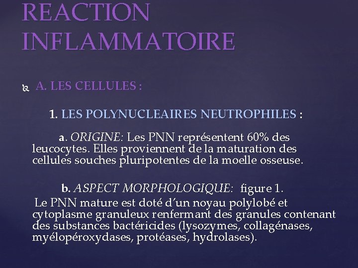 REACTION INFLAMMATOIRE A. LES CELLULES : 1. LES POLYNUCLEAIRES NEUTROPHILES : a. ORIGINE: Les