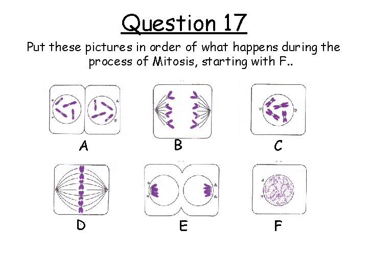 Question 17 Put these pictures in order of what happens during the process of