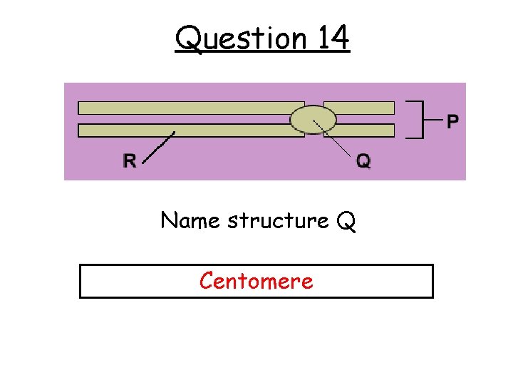Question 14 Name structure Q Centomere 