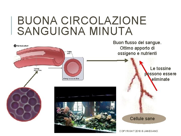 BUONA CIRCOLAZIONE SANGUIGNA MINUTA Buon flusso del sangue. Ottimo apporto di ossigeno e nutrienti