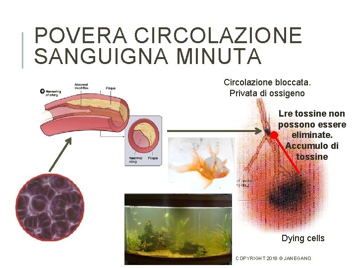 POVERA CIRCOLAZIONE SANGUIGNA MINUTA Circolazione bloccata. Privata di ossigeno Lre tossine non possono essere