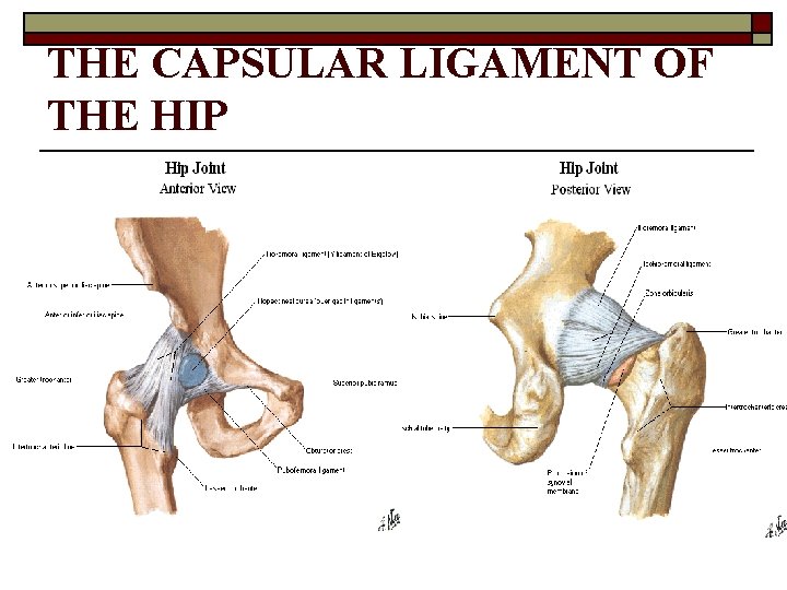 THE CAPSULAR LIGAMENT OF THE HIP 