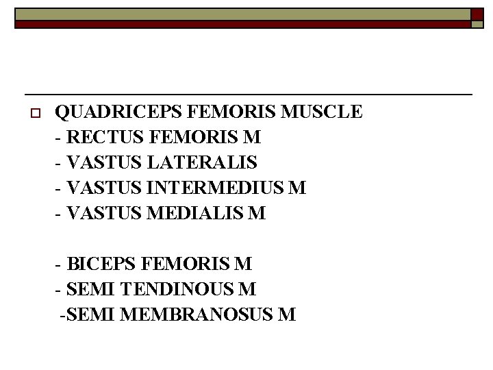 o QUADRICEPS FEMORIS MUSCLE - RECTUS FEMORIS M - VASTUS LATERALIS - VASTUS INTERMEDIUS