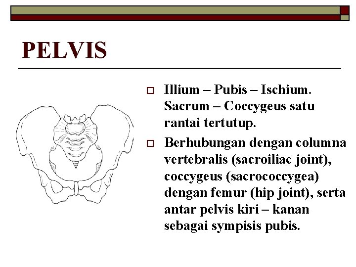 PELVIS o o Illium – Pubis – Ischium. Sacrum – Coccygeus satu rantai tertutup.