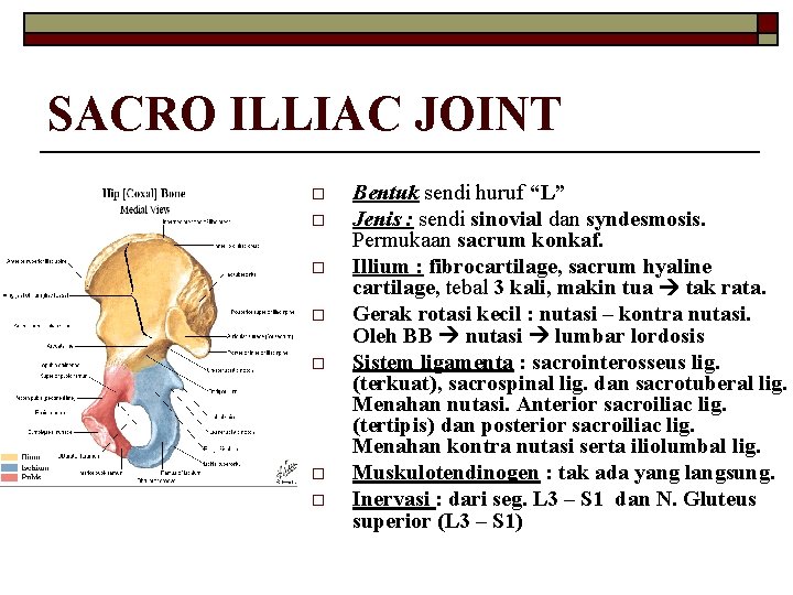 SACRO ILLIAC JOINT o o o o Bentuk sendi huruf “L” Jenis : sendi