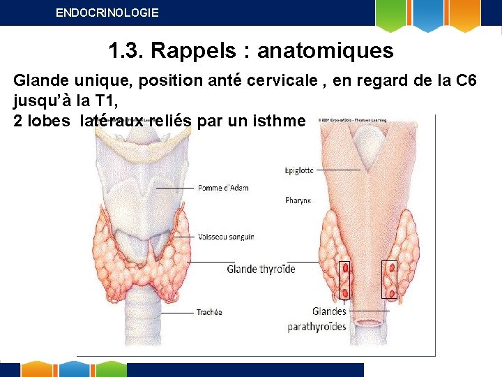 ENDOCRINOLOGIE 1. 3. Rappels : anatomiques Glande unique, position anté cervicale , en regard