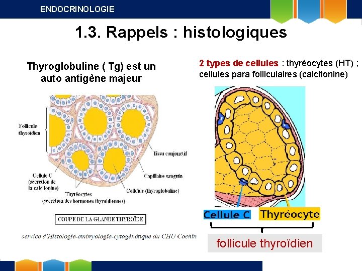 ENDOCRINOLOGIE 1. 3. Rappels : histologiques Thyroglobuline ( Tg) est un auto antigène majeur