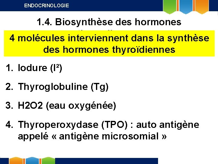 ENDOCRINOLOGIE 1. 4. Biosynthèse des hormones thyroïdiennes 4 molécules interviennent dans la synthèse des