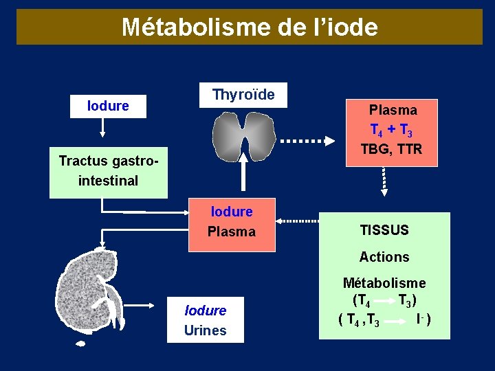 Métabolisme de l’iode Iodure Thyroïde Tractus gastrointestinal Iodure Plasma T 4 + T 3